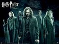 the-black-family - Sirius with the Order wallpaper