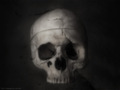 halloween - Skull wallpaper