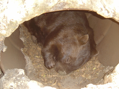  Sleeping Wombat