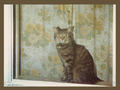 cats - Smokey wallpaper