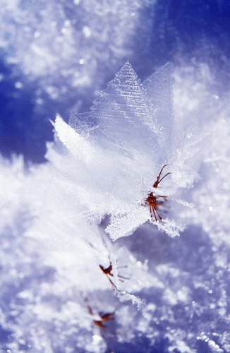 Snow Cristal