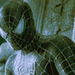 Spider Man - movies icon