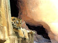 cats - Tiger in the Rocks (1) wallpaper