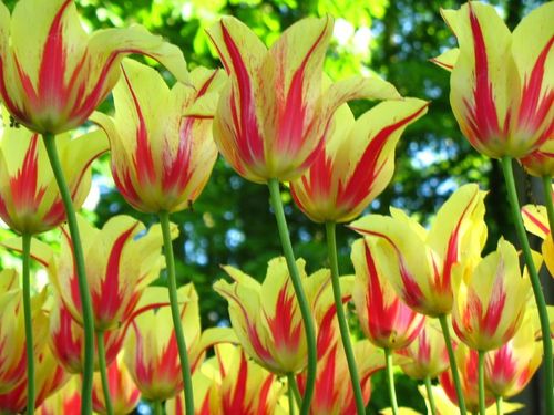  Tulips