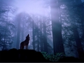 WOLVES - wolves photo