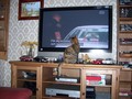 Watching TV - cats wallpaper