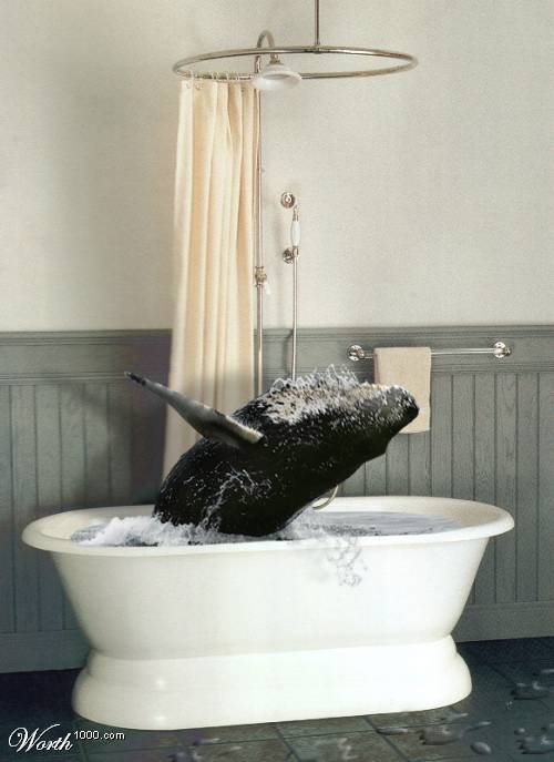 dolphins and whales. Whale in the shower