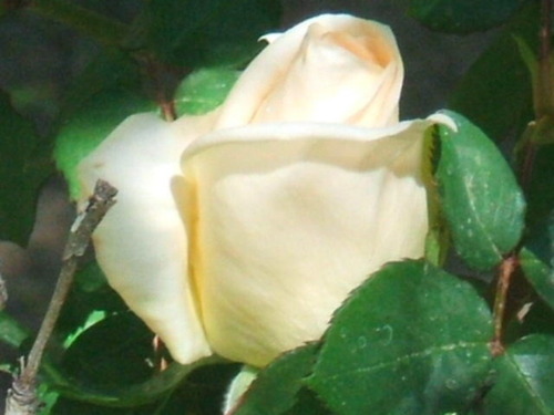  White rose