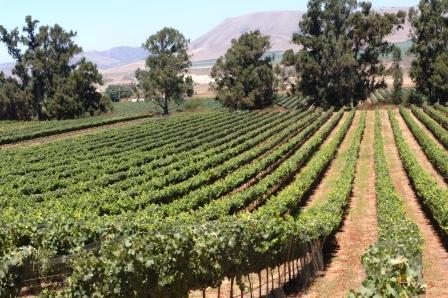  Wine Vineyards and Grapes