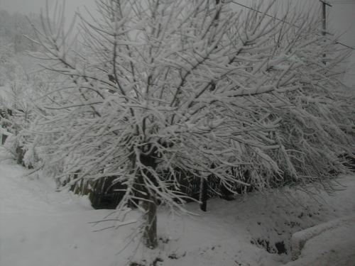  Winter in Romania
