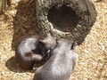 Wombats - the-animal-kingdom photo