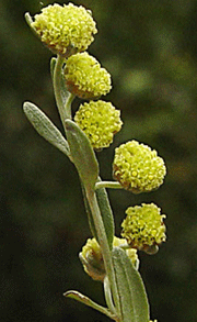  Wormwood फूल