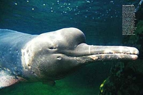  Yangtze river dolphin