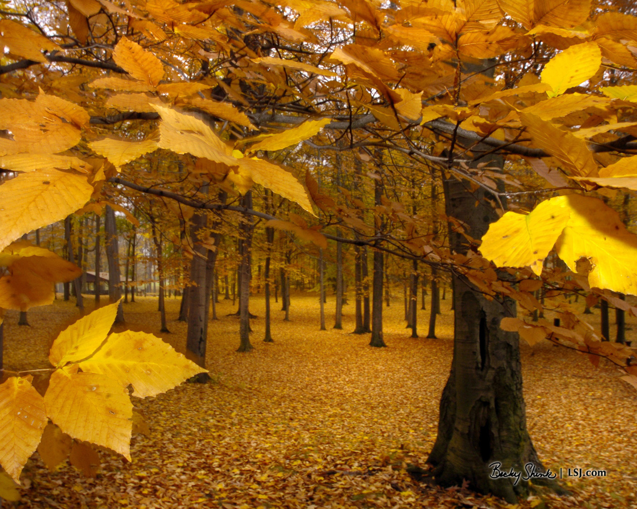 Yellow Leaves - Autumn Wallpaper (393324) - Fanpop
