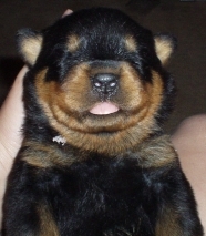 Young rottweiler welpe