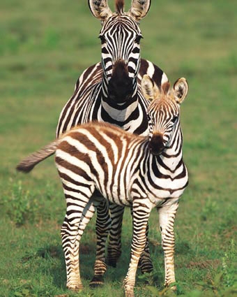 Tanzania Gambar Kuda Zebra Wallpaper Background Foto Images Photos Download