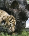 tiger cub & dog - animals photo