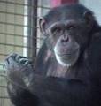 chimp - animals photo
