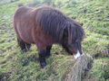 cute shetland - horses photo