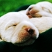 cuteness! - dogs icon