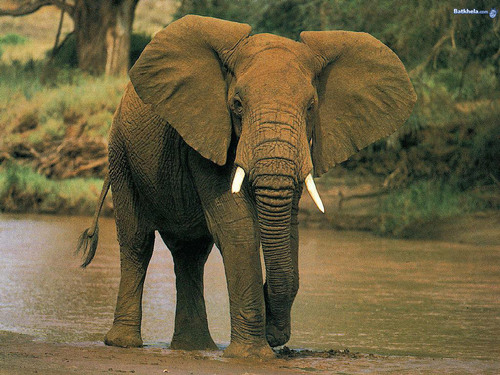  elephants