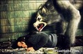 ginger snaps - werewolves photo