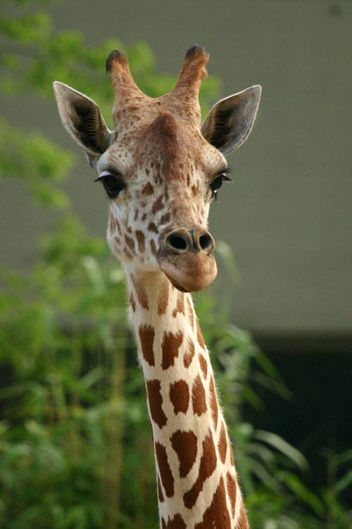 [Image: giraffe-animals-172255_500_750.jpg]