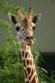 giraffe - animals photo