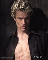 hot pictures of spike - spike photo