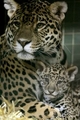 mom & cub - animals photo