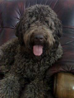  jerry the labradoodle