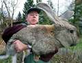 largest rabbit alive - unbelievable photo