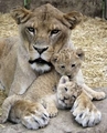 lion & cubs - animals photo