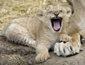 lion cub - animals photo