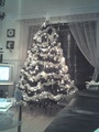 my xmas tree - christmas photo