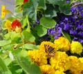 patio flowers - gardening photo
