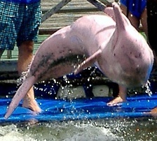  粉, 粉色 dolphins