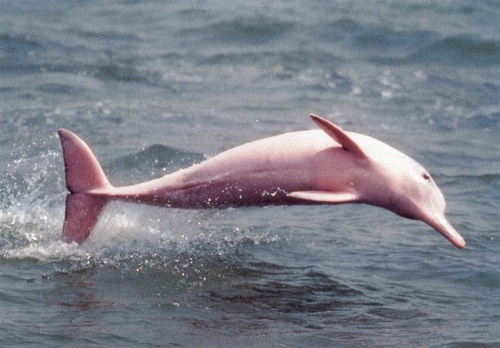  गुलाबी dolphins