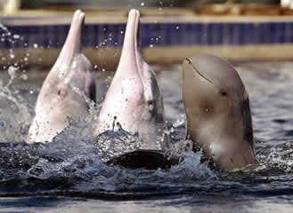  roze dolphins