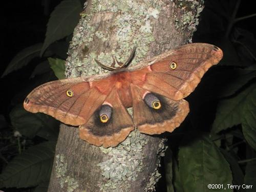  polyphemus papillon de nuit