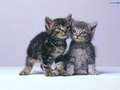 precious! - cats wallpaper