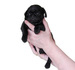 pug - dogs icon