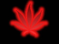 marijuana - red pot leaf wallpaper wallpaper