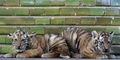 romanian tigers - animals photo