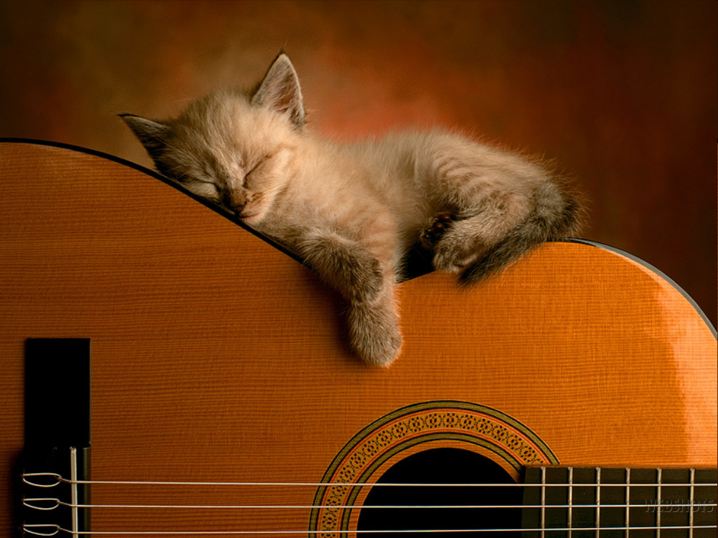 cat snoozing on guitar