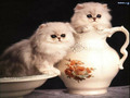 cats - so freakin cute! wallpaper