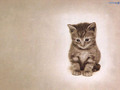 so freakin cute! - cats wallpaper