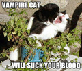 vampire cat! - vampires photo