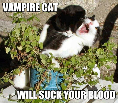  vampire cat!