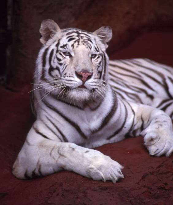 Lista Foto Tigre De Bengala Blanco En El Agua Cena Hermosa